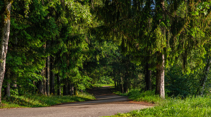 Ancient Black Forest hiking trail through the woods of Germany. Beautiful countryside landscape. Colorful travel background.
