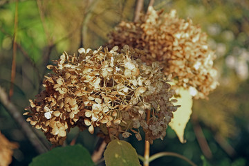Hortensienblüte im Herbst