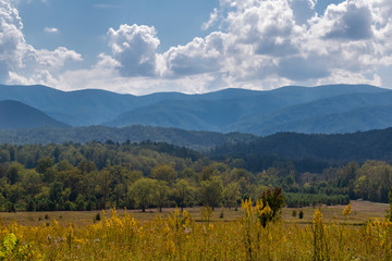 View of the Smokies with yellow flowers in the foreground and white clouds in the blue sky