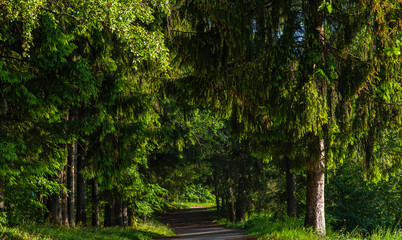 Ancient Black Forest hiking trail through the woods of Germany. Beautiful countryside landscape. Colorful travel background.