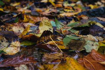 autumn leaves in water