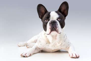 Adorable french bulldog posing on the floor