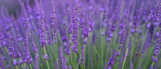 Panorama field lavender morning summer blur background. Spring lavender background. Flower background. Shallow depth of field. Vintage tone filter effect with noise and grain.