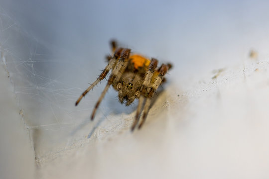 on a white wall hangs a brown-yellow spider lurking for prey