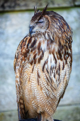 Raptor. Bird of prey with hook beak and brown feathers. Owl predator, a wild hunter.