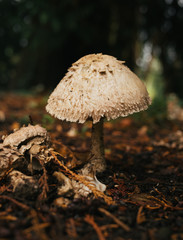 mushroom in forest