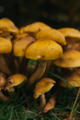 mushroom in the forest