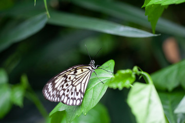 Schmetterling makro close