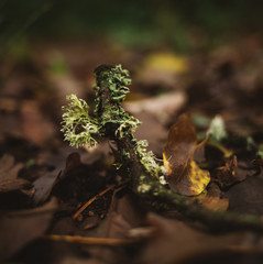fungi in the forest 