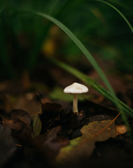 mushroom in the forest