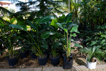 Group of different plants in pots cultivated in greenhouse. Pollution free symbol. Close up, copy space for text, top view.