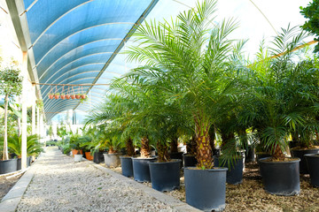 Bunch of palm tree leaves in greenhouse. Close up, copy space, foliage background.