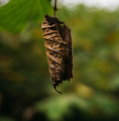 brown leaf 