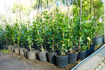 Group of different plants in pots cultivated in greenhouse. Pollution free symbol. Close up, copy space for text, top view.