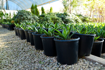 Group of different plants in pots cultivated in greenhouse. Pollution free symbol. Close up, copy space for text, top view.