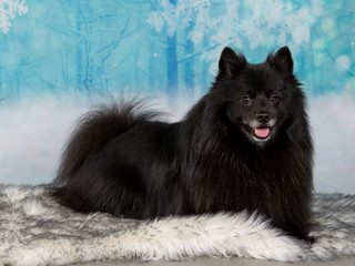 Christmas dog concept image. Kleinspitz dog portrait with xmas background.