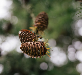 pine cone on a branch
