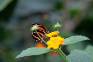 Schmetterling makro close