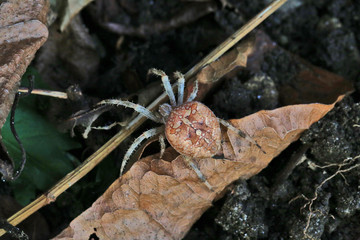 Araignée des jardins