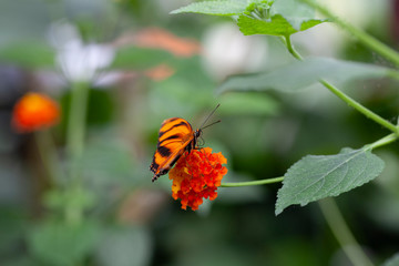 Schmetterling makro close