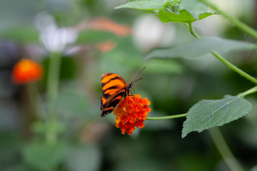 Schmetterling makro close