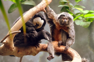 Colobus Monkeys