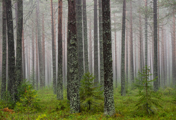 Pine forest in a foggy day 