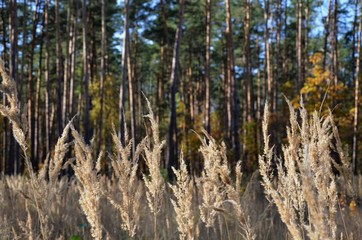 Let's walk deeper in the autumn forest. Golden autumn.