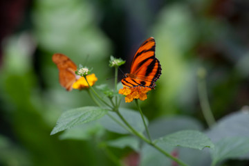 Schmetterling makro close