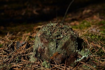 Nameless stump.