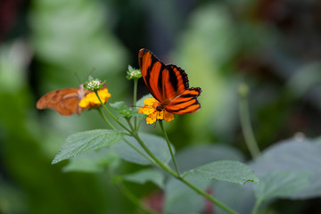 Schmetterling makro close