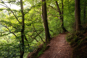 path in the forest