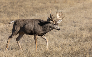 Mule Deer Buck in Autumn in Colorado