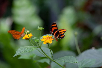 Schmetterling makro close