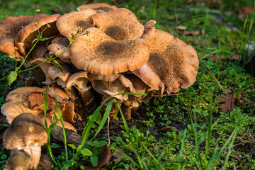 Unknown mushrooms in autumn, mushrooms on forest floor, autumn, meadow, Autumn Mushrooms