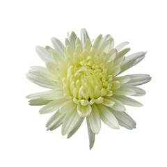 Beautiful yellow chrysanthemum isolated on a white background