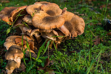 Unknown mushrooms in autumn, mushrooms on forest floor, autumn, meadow, Autumn Mushrooms