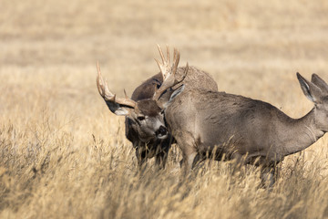 Mule Deer Buck in Autumn in Colorado