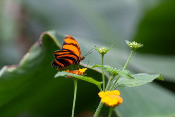 Schmetterling makro close