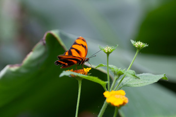 Schmetterling makro close