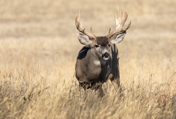 Mule Deer Buck in Autumn in Colorado