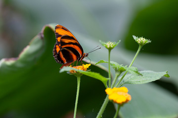 Schmetterling makro close