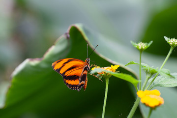 Schmetterling makro close
