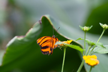 Schmetterling makro close