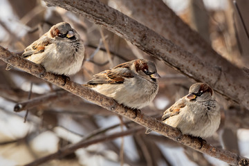 Group of three sparrows sits on the brown branch of a tree in the park in winter