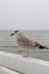 seagull on the Baltic sea in winter
