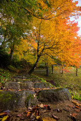 綺麗な鮮やかな紅葉の風景