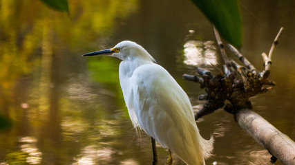 Pássaro branco no lago do parque