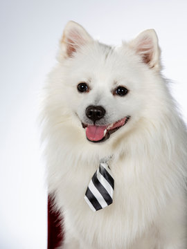 Mittelspitz dog portrait with a business tie. Funny dog concept image. White background.