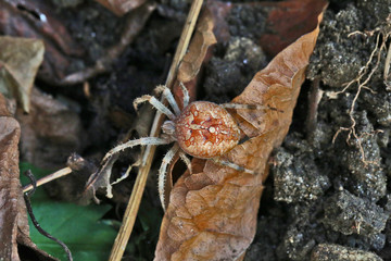 Araignée des jardins
